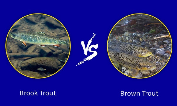 Brook Trout Vs. Brown Trout: 4 Key Differences - A-Z Animals