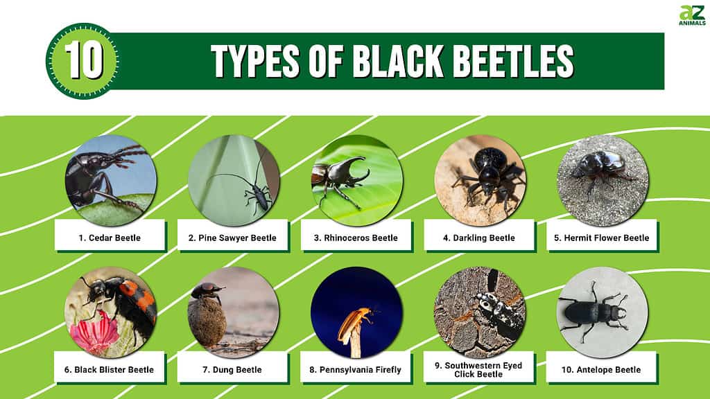 Infographic illustrating 10 types of black beetles