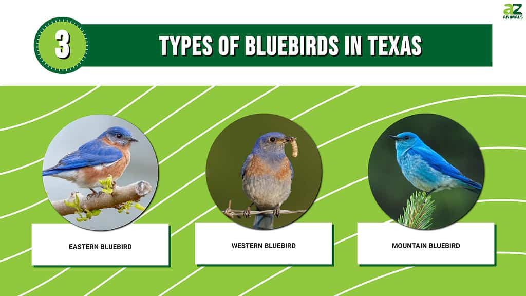Graph of 3 Types of Bluebirds in Texas