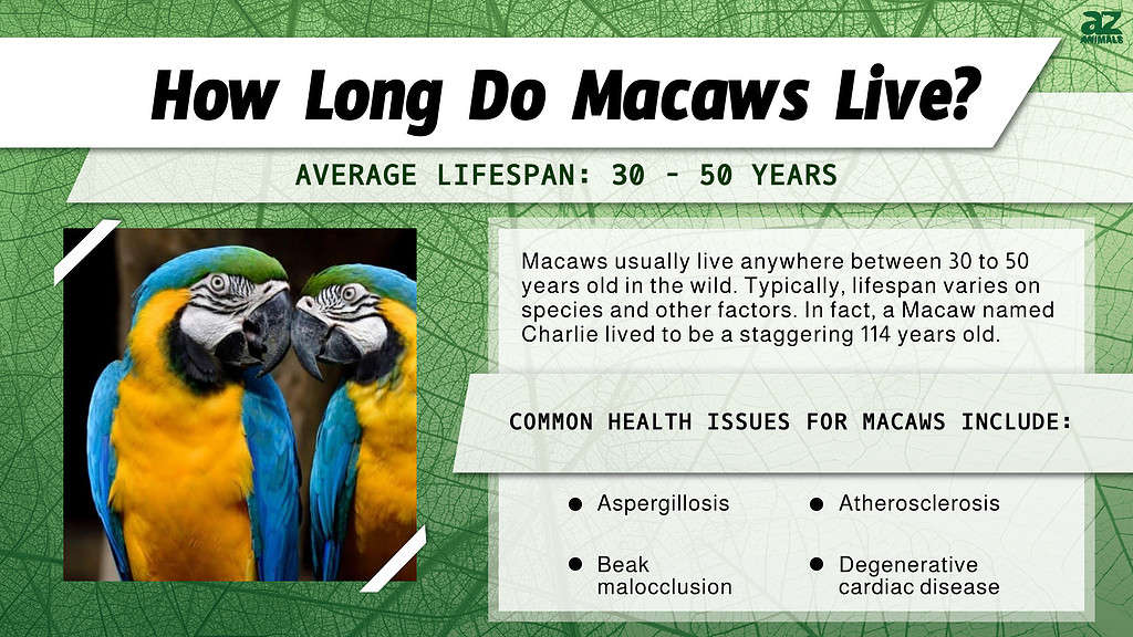 How Long Do Macaws Live? infographic