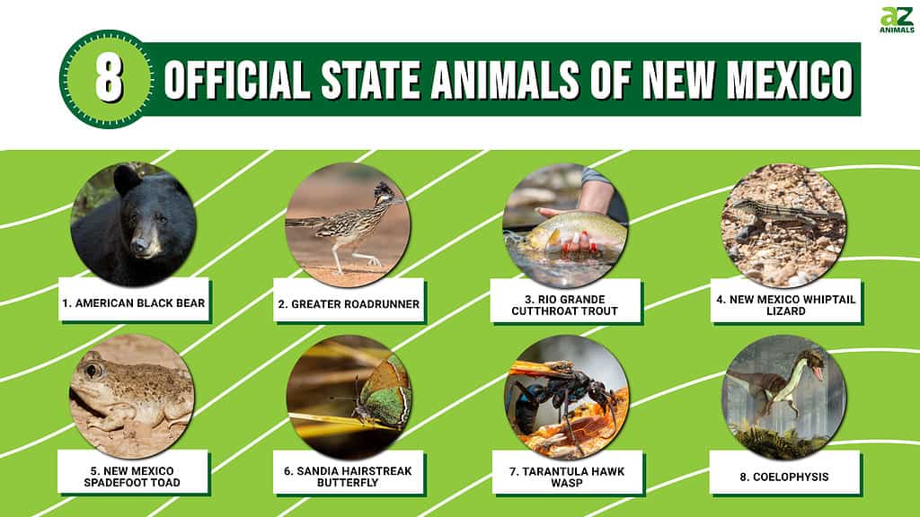 Infographic of 8 Official State Animals of New Mexico