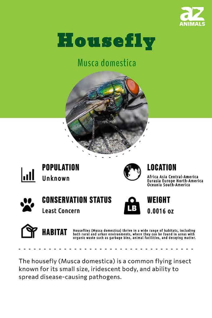 The housefly (Musca domestica) is a common flying insect known for its small size, iridescent body, and ability to spread disease-causing pathogens.