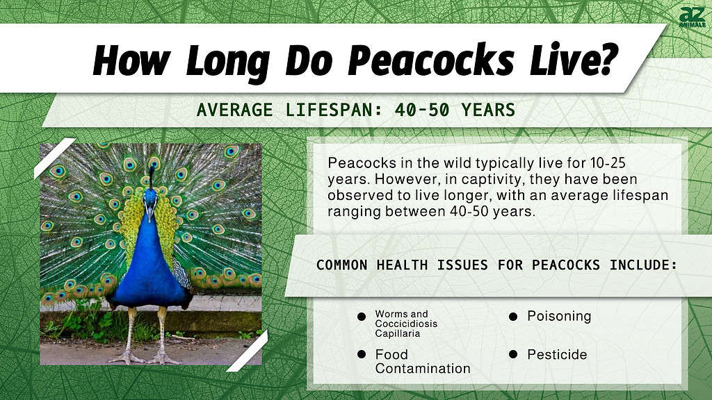 How Long Do Peacocks Live? infographic