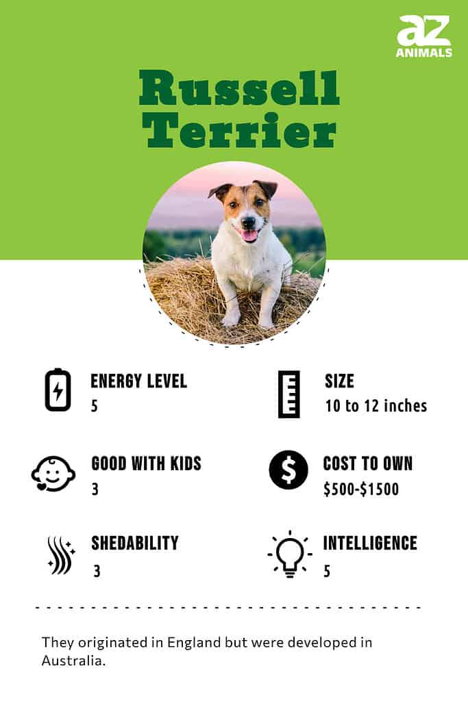 Russell Terrier Dog Breed Complete Guide - A-Z Animals