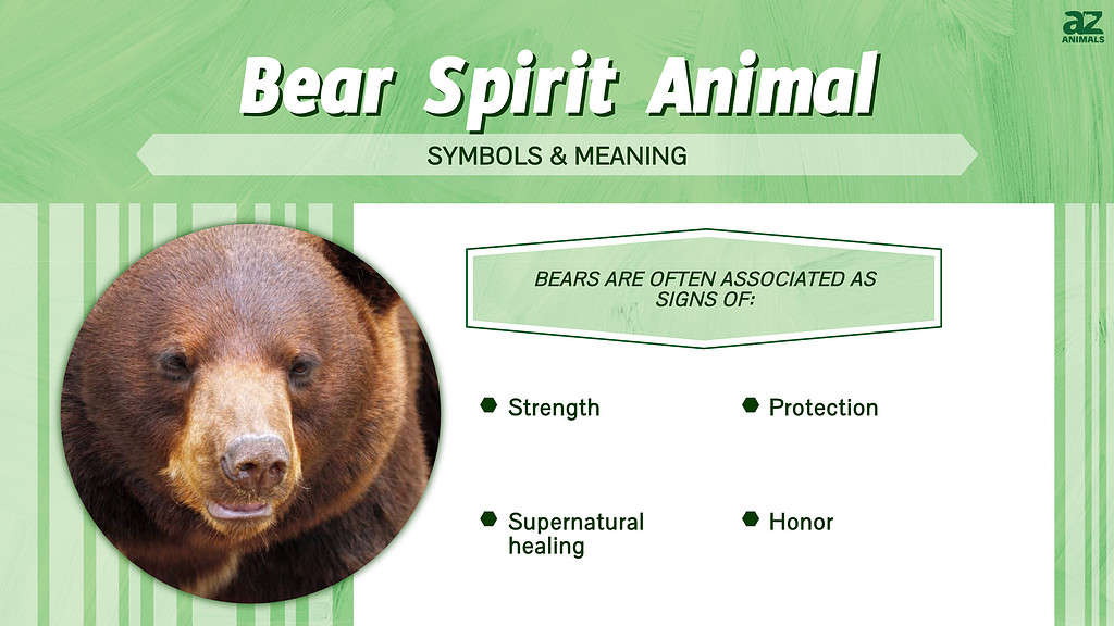 Bear Spirit Animal infographic