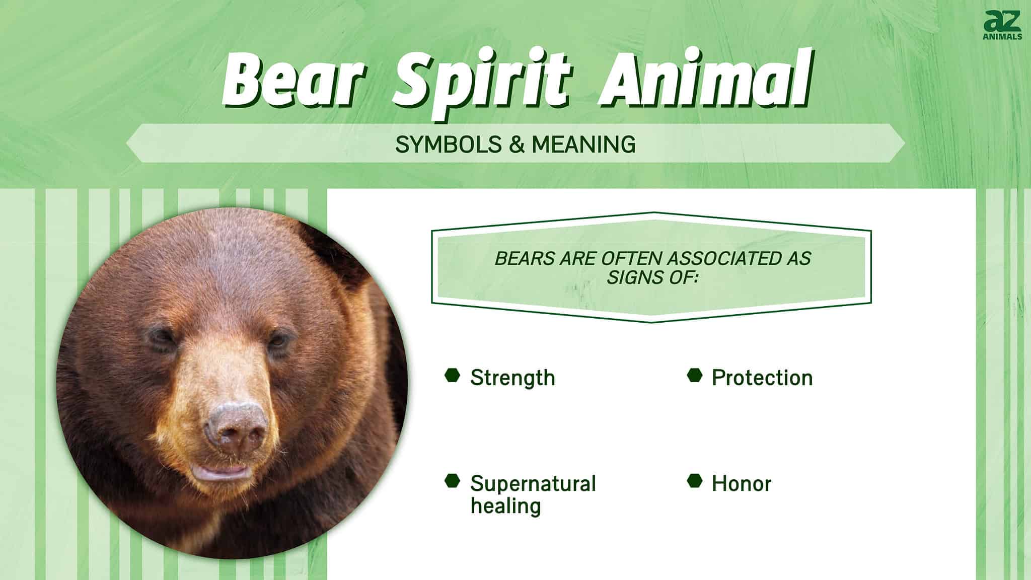 Bear Spirit Animal Symbolism And Meaning A Z Animals