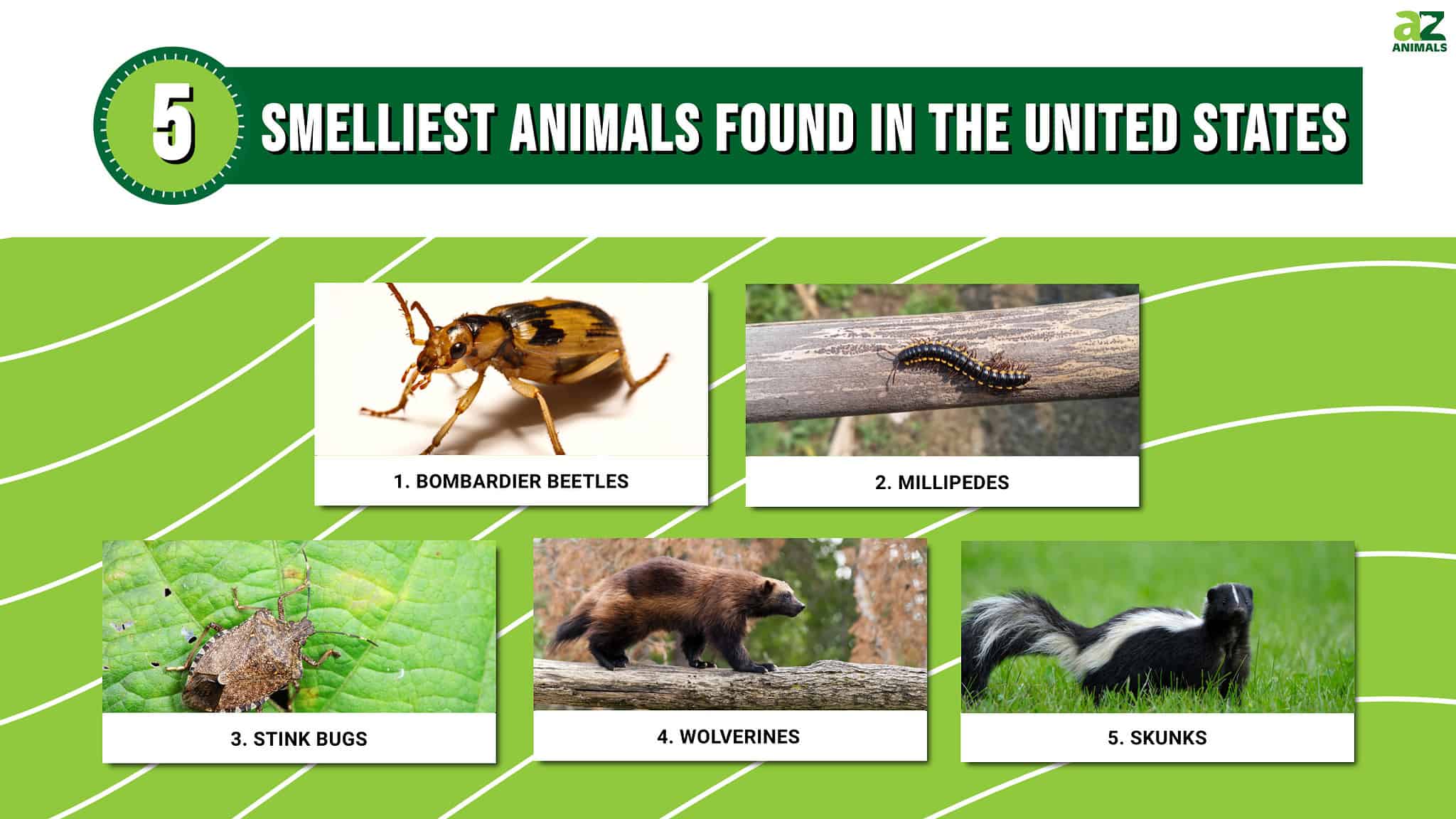 Smelliest Animals in the United States AZ Animals
