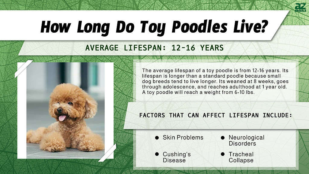 Toy Poodle Lifespan How Long Do