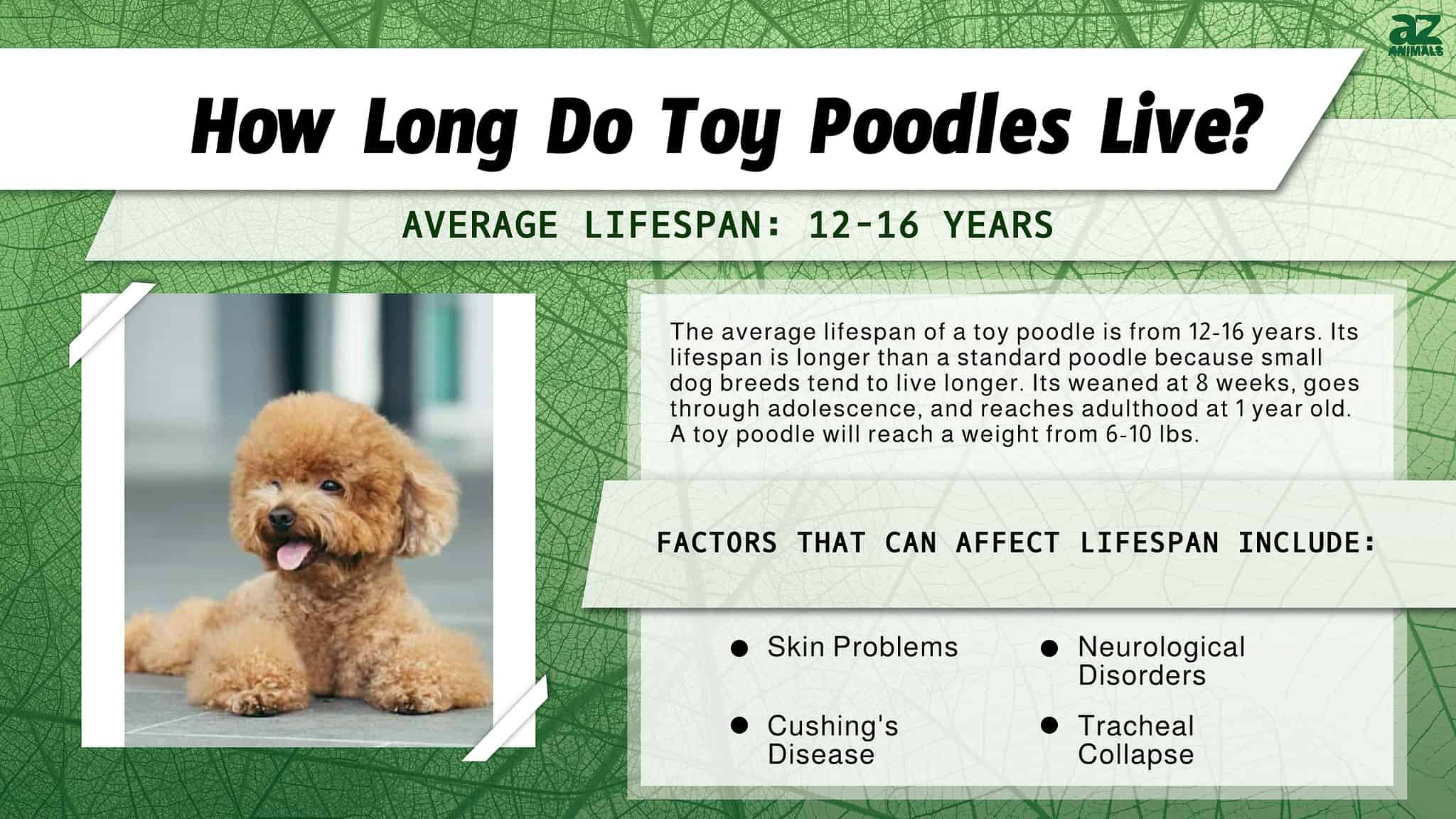 Toy Poodle Lifespan: How Long Do Toy Poodles Live? - A-Z Animals