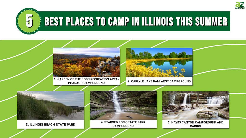 Infographic of 5 Best Places to Camp in Illinois This Summer