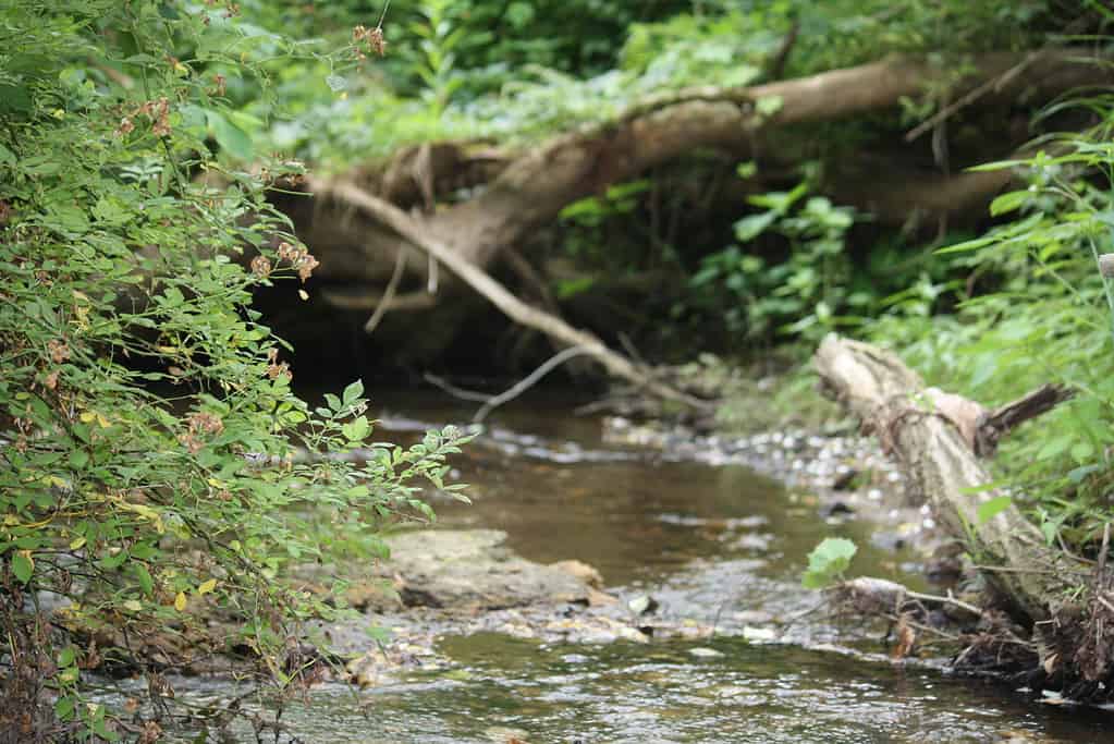 White Clay Creek in Delaware