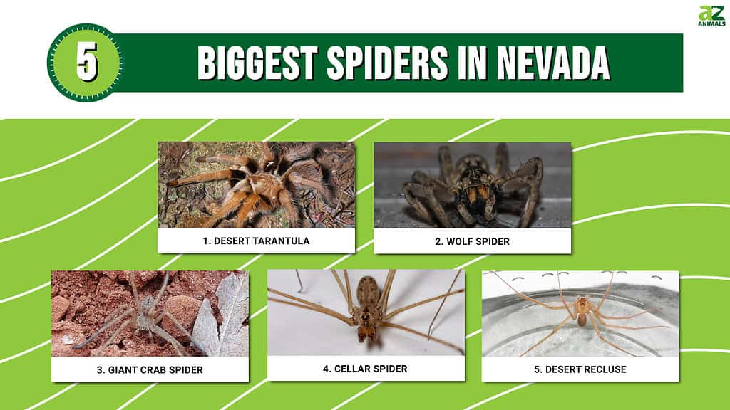 Infographic of 5 Biggest Spiders in Nevada