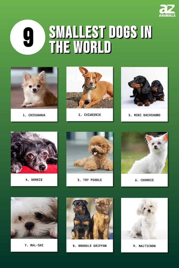 Infographic of 9 Smallest Dogs in the World