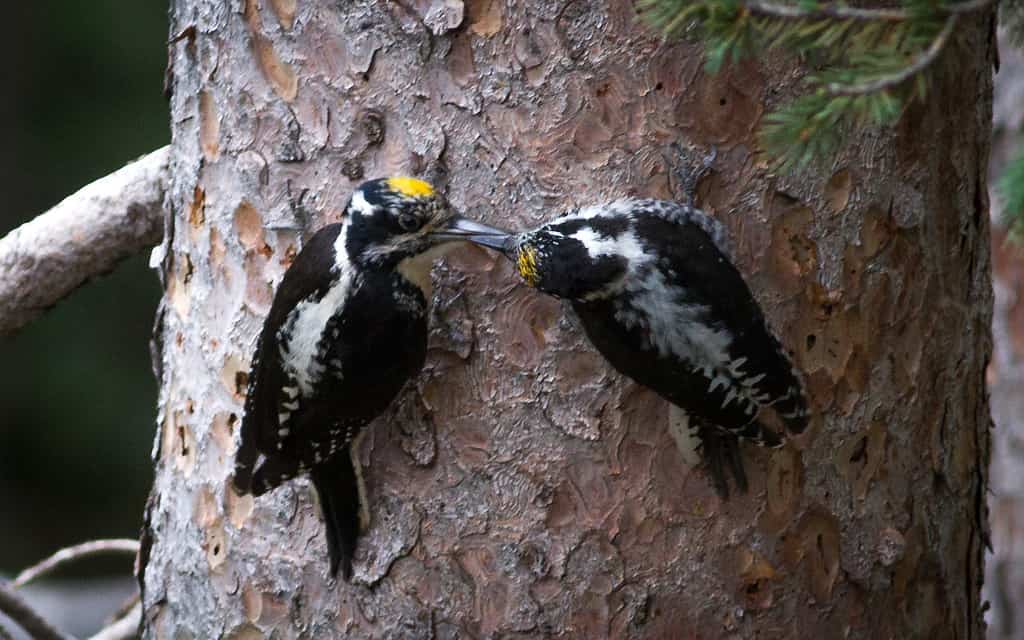 A pair of American three-toed woodpeckers, (Picoides dorsalis).