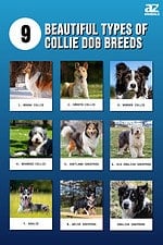 9 Beautiful Types of Collie Dog Breeds - A-Z Animals