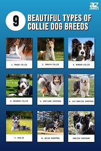 9 Beautiful Types of Collie Dog Breeds - A-Z Animals
