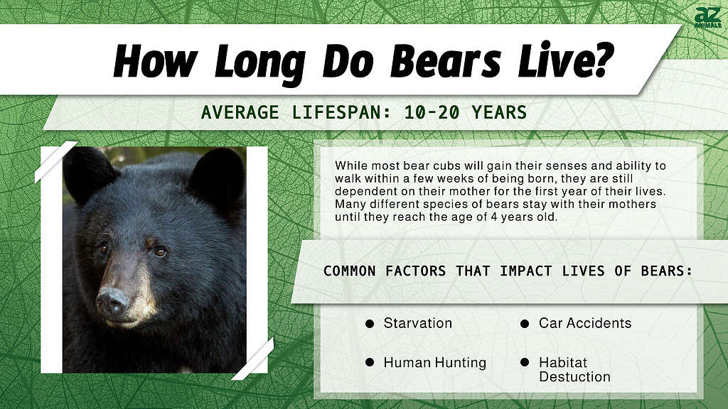 I. Introduction to Bear Lifespan