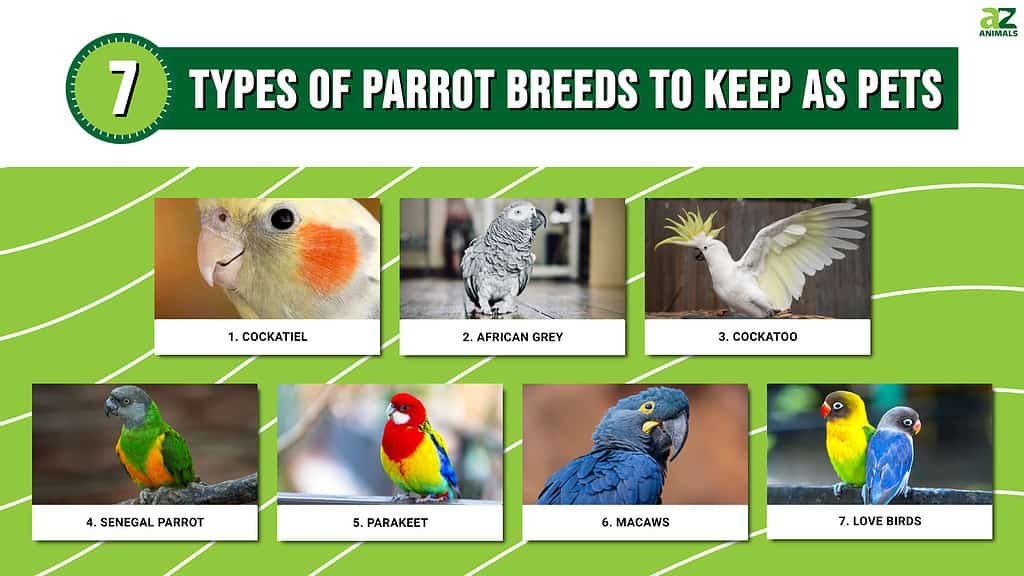 top pet bird species
