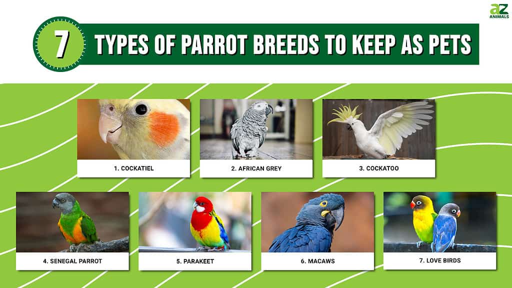 9 Top Blue Parrot Species to Keep as Pets