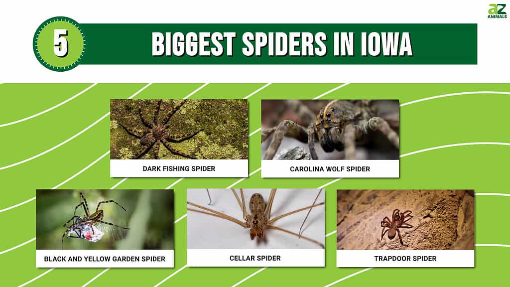 Picture graph of 5 of the biggest spiders in Iowa.