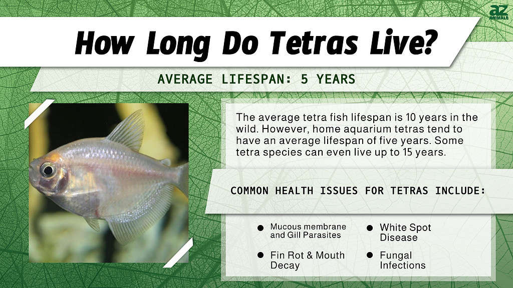 How Long Do Tetras Live? infographic