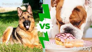 German Shepherd vs. Bulldog: 7 Key Differences Explained Picture