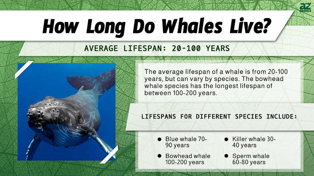 Whale Lifespan: How Long Do Whales Live? - A-Z Animals