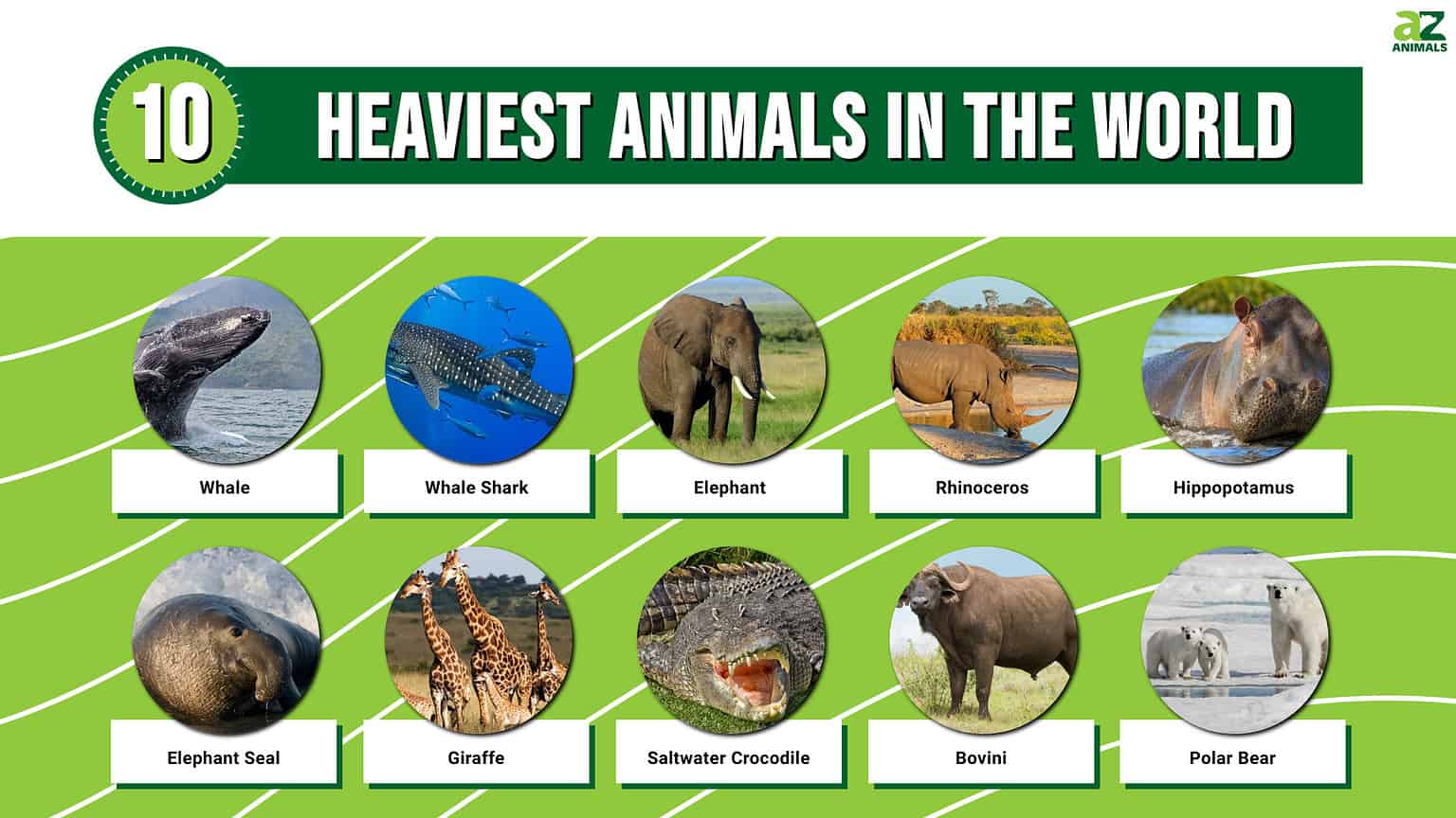 Top 10 Heaviest Animals in the World AZ Animals