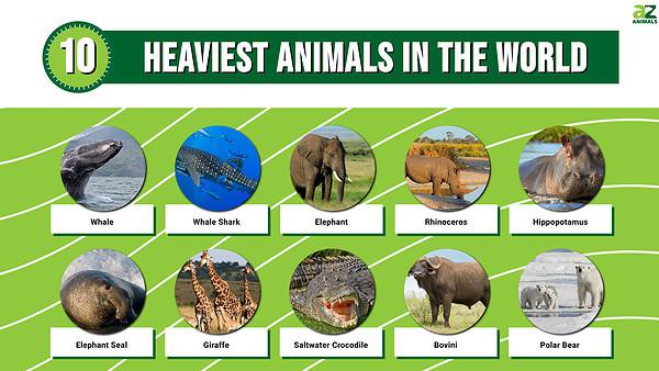 Top 10 Heaviest Animals in the World - A-Z Animals