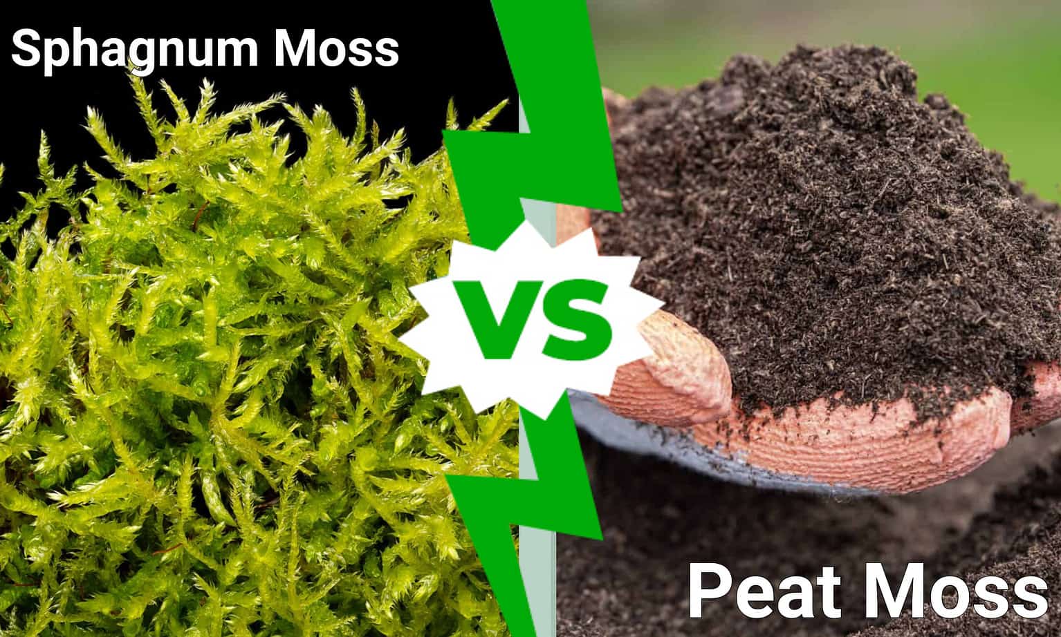 Sphagnum Moss vs. Peat Moss: What's the Best Growing Medium for Your ...