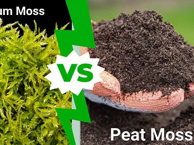 A Sphagnum Moss vs. Peat Moss: What’s the Best Growing Medium for Your Plants?