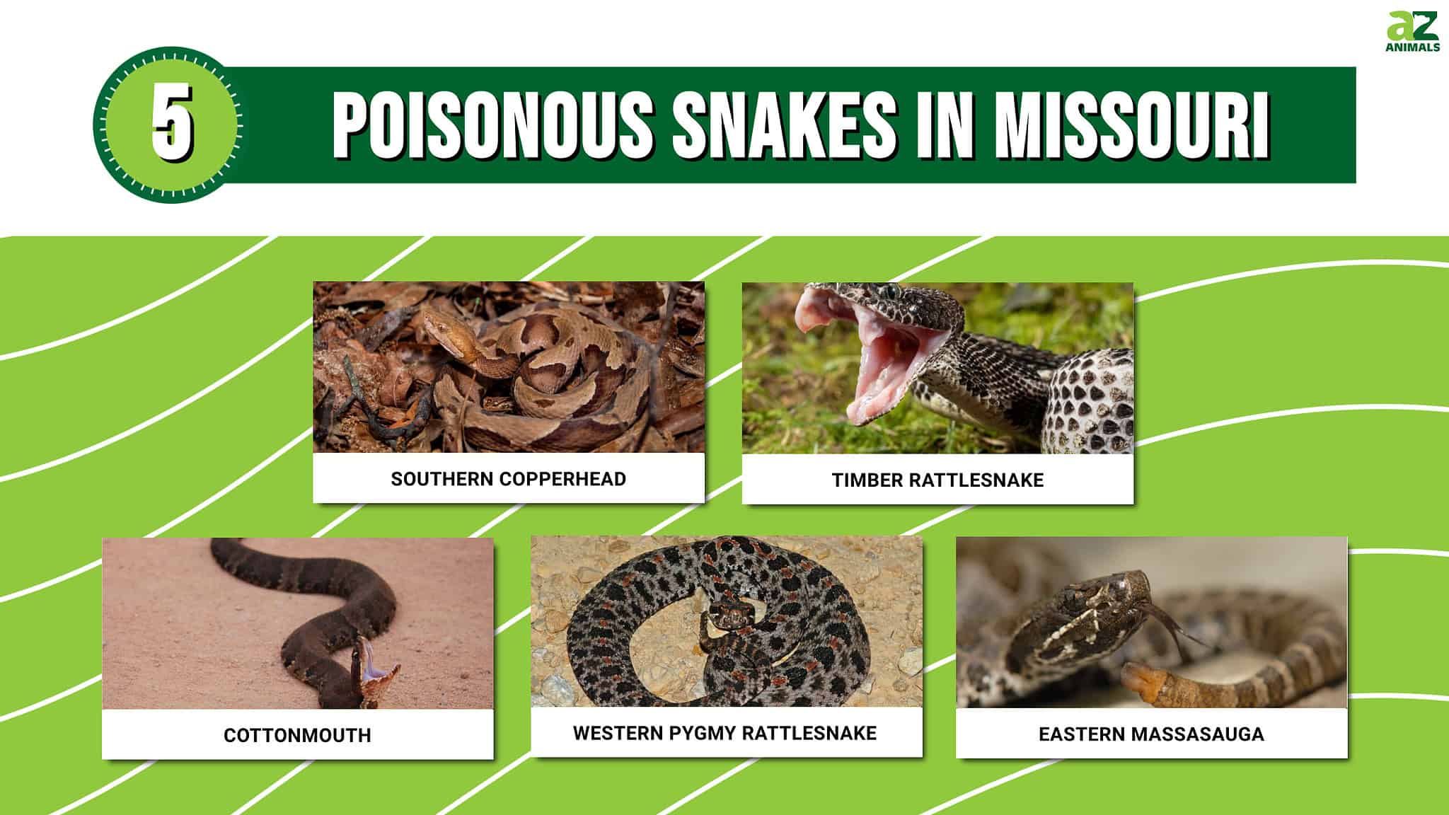 Watch Out for the 5 Poisonous Snakes in Missouri - A-Z Animals