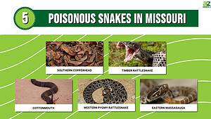 Watch Out for the 5 Poisonous Snakes in Missouri - A-Z Animals