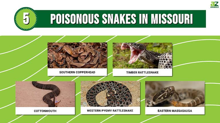 Watch Out for the 5 Poisonous Snakes in Missouri - A-Z Animals