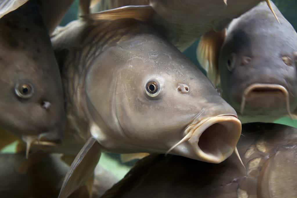 Close-up of a shoal of common carp, Cyprinidae Carpio