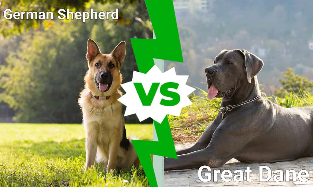 German Shepherd vs Great Dane