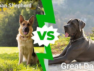 A German Shepherd vs Great Dane: 5 Key Differences Explained