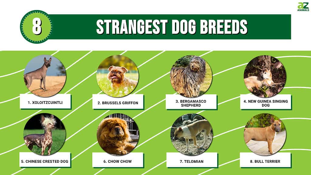 Infographic of the 8 Strangest Dog Breeds