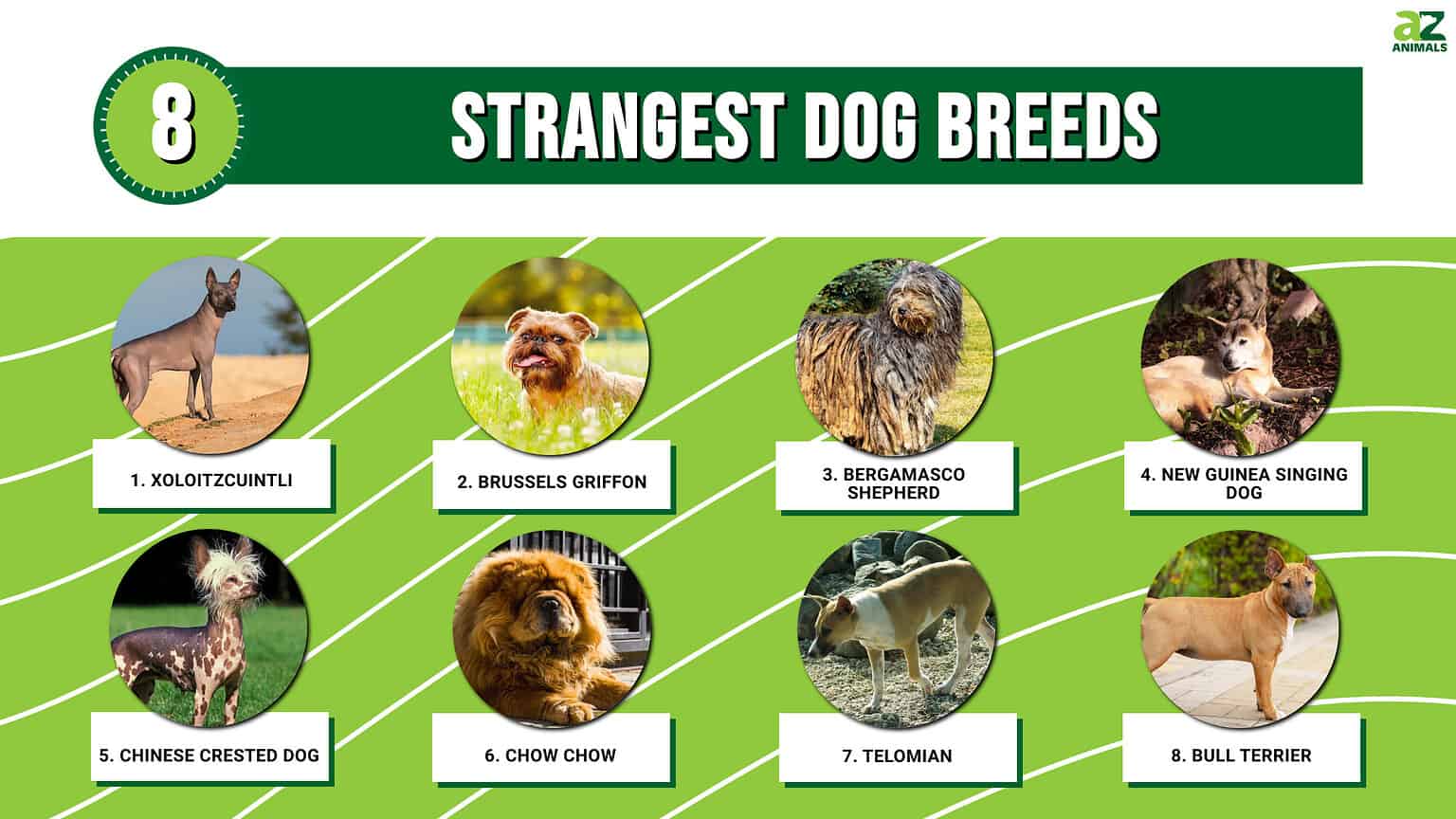 Top 8 Strangest Dog Breeds - A-Z Animals