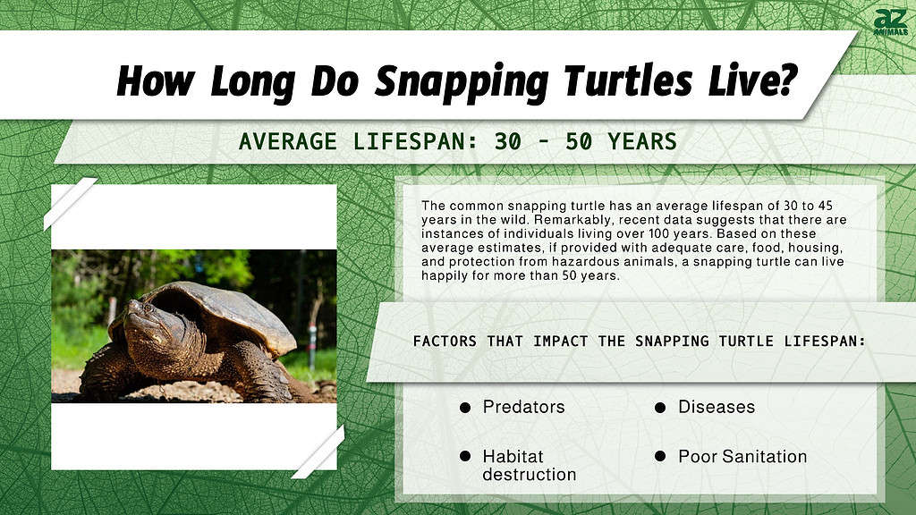 How Long Do Snapping Turtles Live? infographic