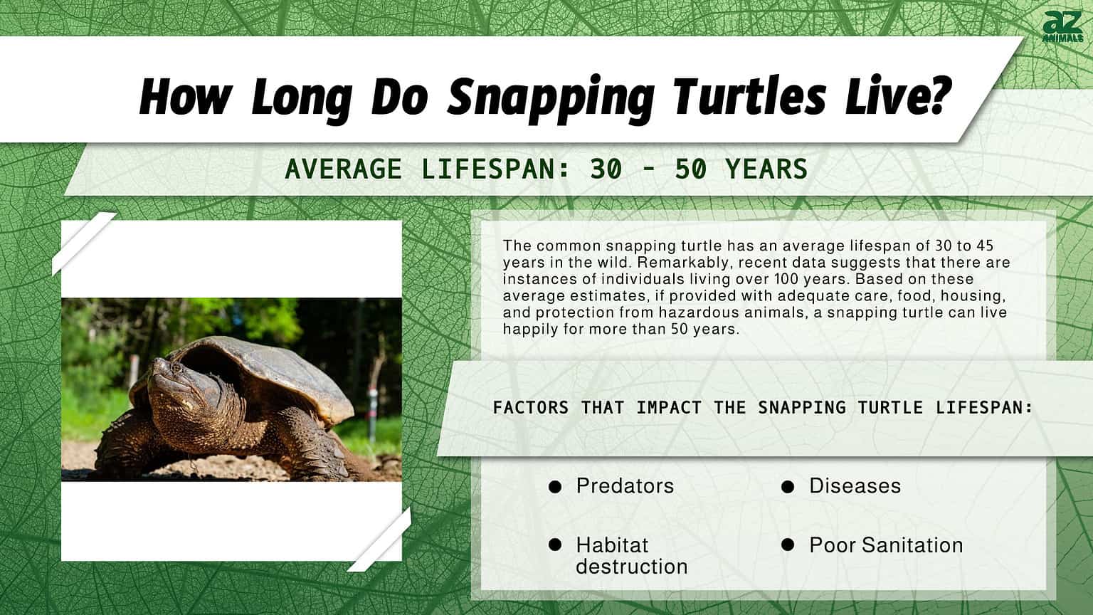 Snapping Turtle Lifespan: How Long Do Snapping Turtles Live? - A-Z Animals