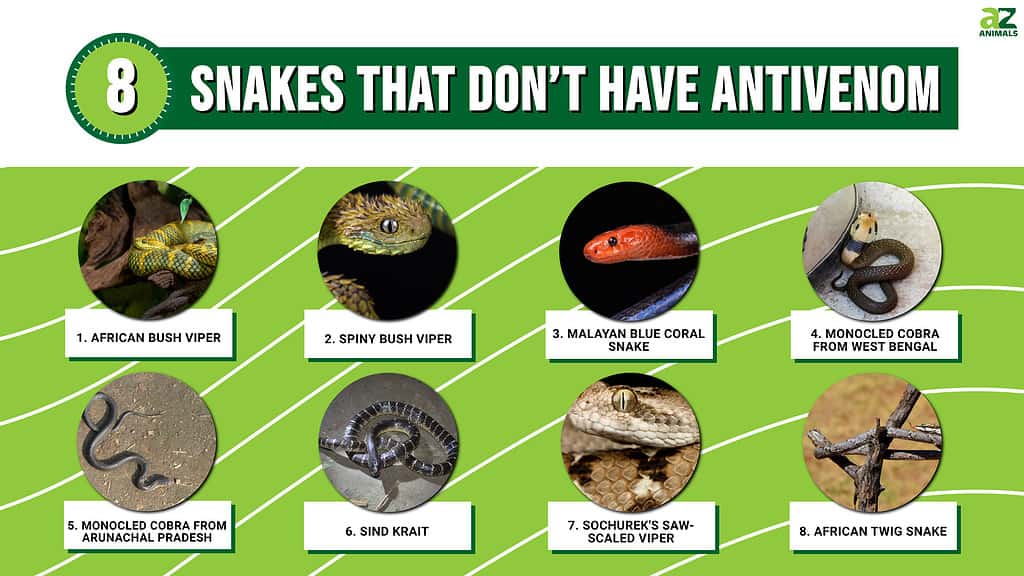Snakes that Don’t Have Antivenom infographic