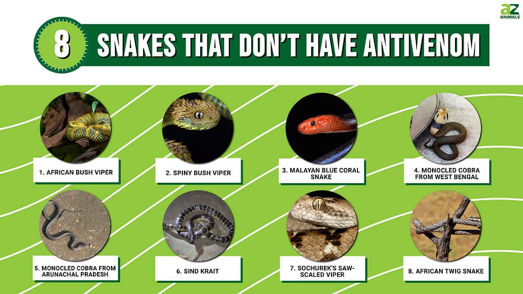 Don’t Get Bit! Revealing 8 Snakes that Don’t Have Antivenom - A-Z Animals