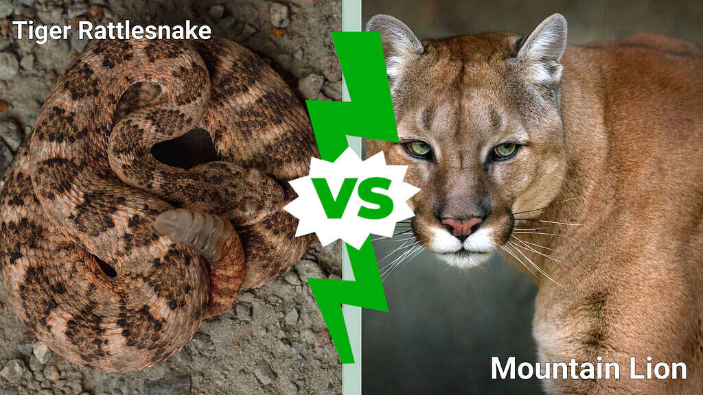 Tiger rattler vs. mountain lion