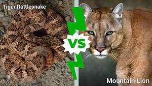 The World’s Most Venomous Rattlesnake vs. Mountain Lion: Who Wins a Fight? Picture