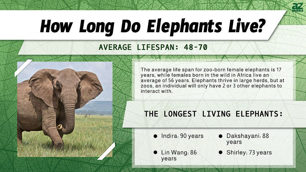 How Long Do Elephants Live? infographic
