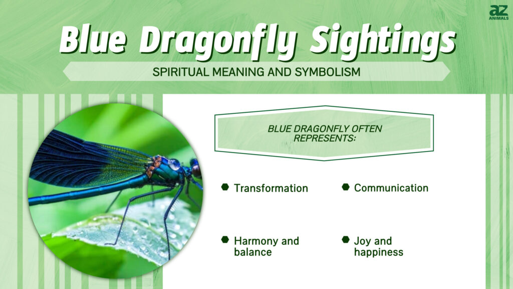 Blue Dragonfly Sightings infographic