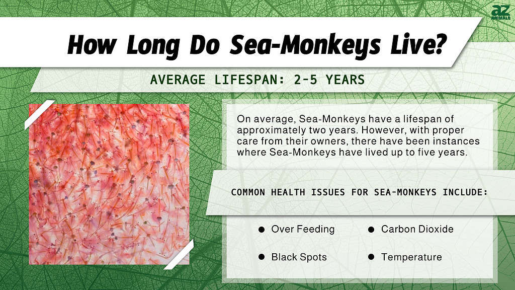 How Long Do Sea-Monkeys Live? infographic