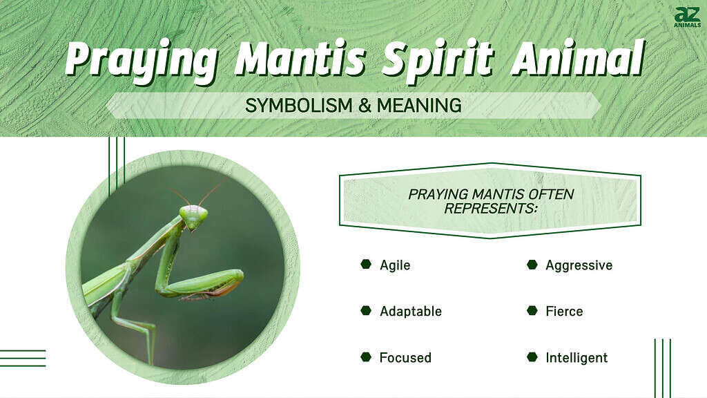 Praying Mantis Spirit Animal infographic
