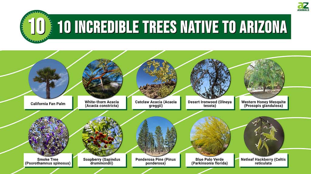 Invasive, Non-native And Native Texas Tree Species, 60% OFF